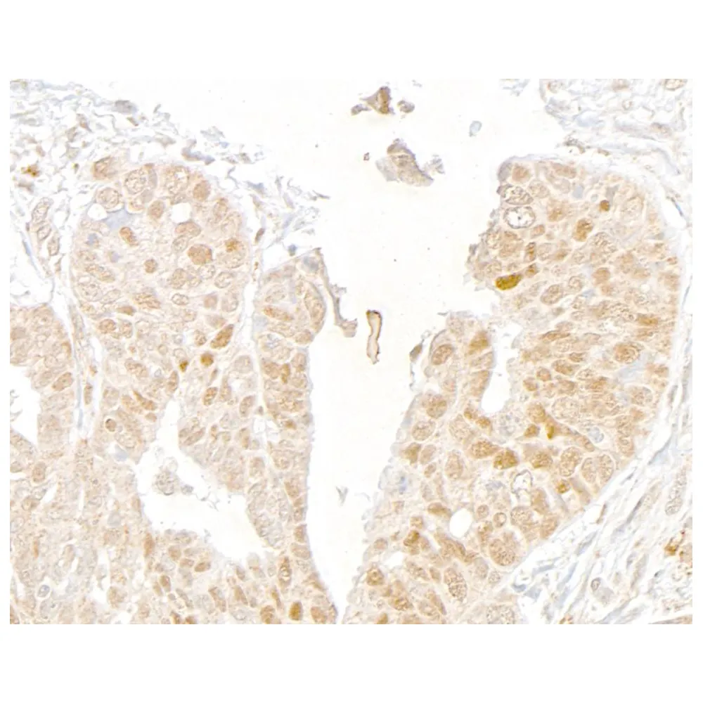 Rabbit anti-MED1 Antibody, Affinity Purified