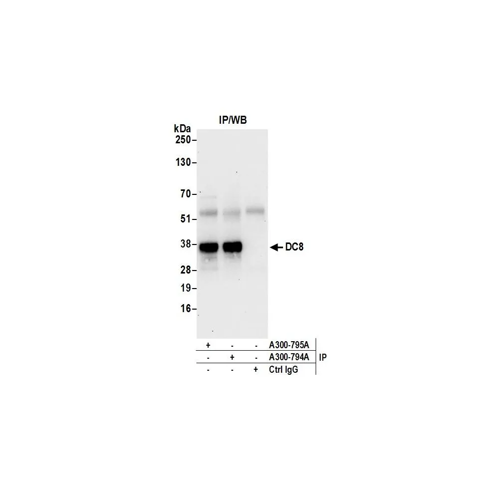 Rabbit anti-DC8 Antibody, Affinity Purified