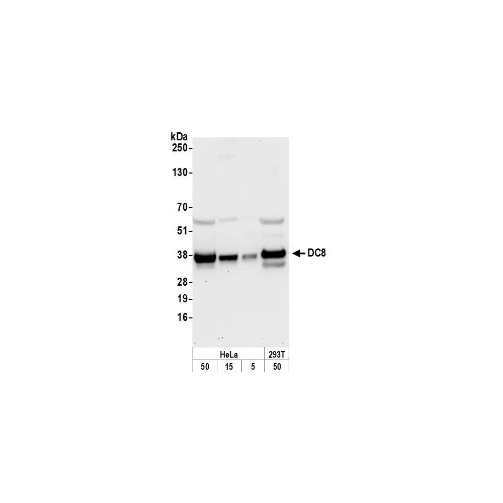 Rabbit anti-DC8 Antibody, Affinity Purified