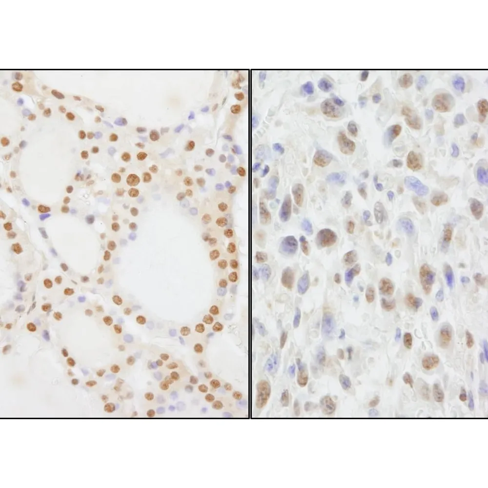 Rabbit anti-NIF1 Antibody, Affinity Purified