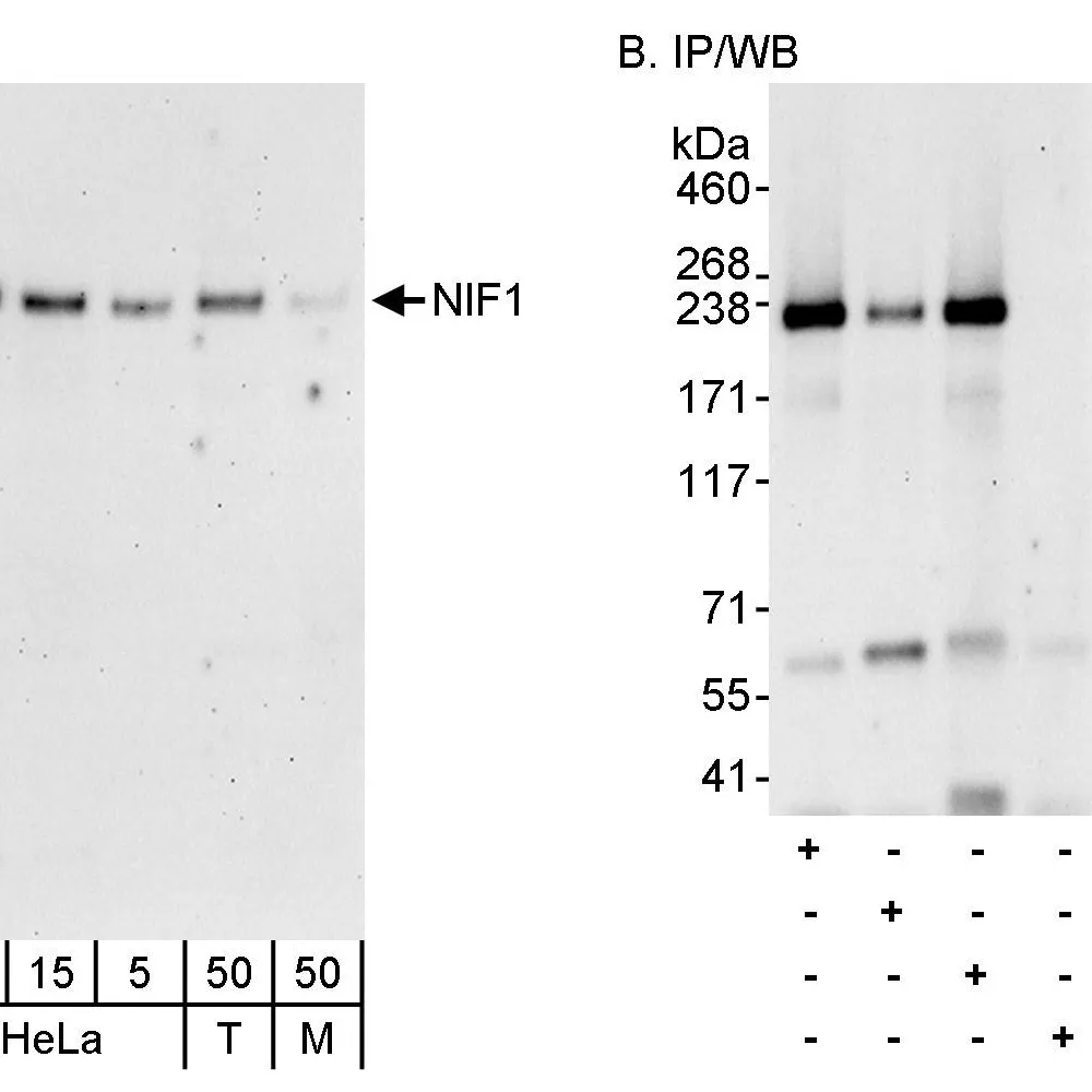 Rabbit anti-NIF1 Antibody, Affinity Purified