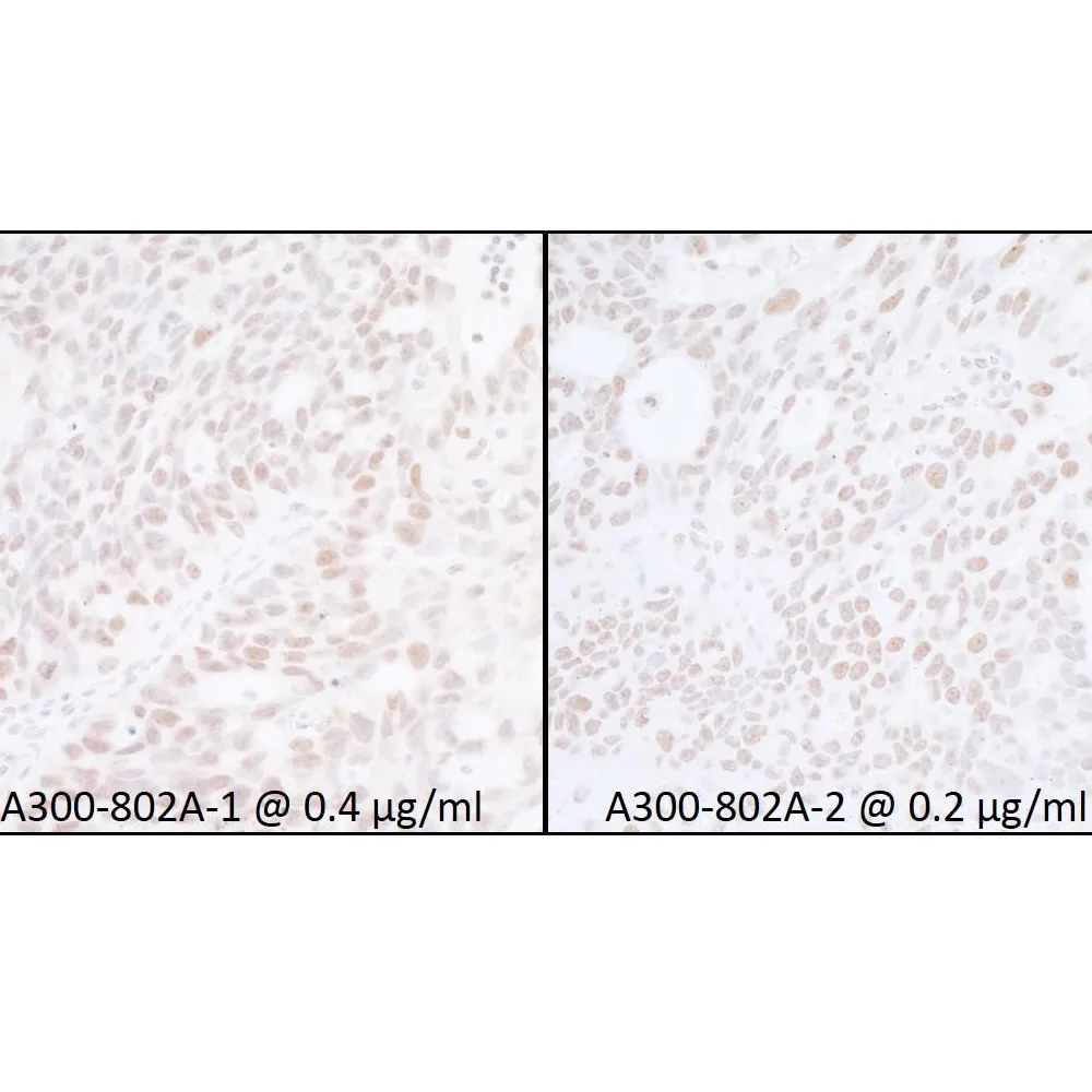 Rabbit anti-SUPT6H Antibody, Affinity Purified