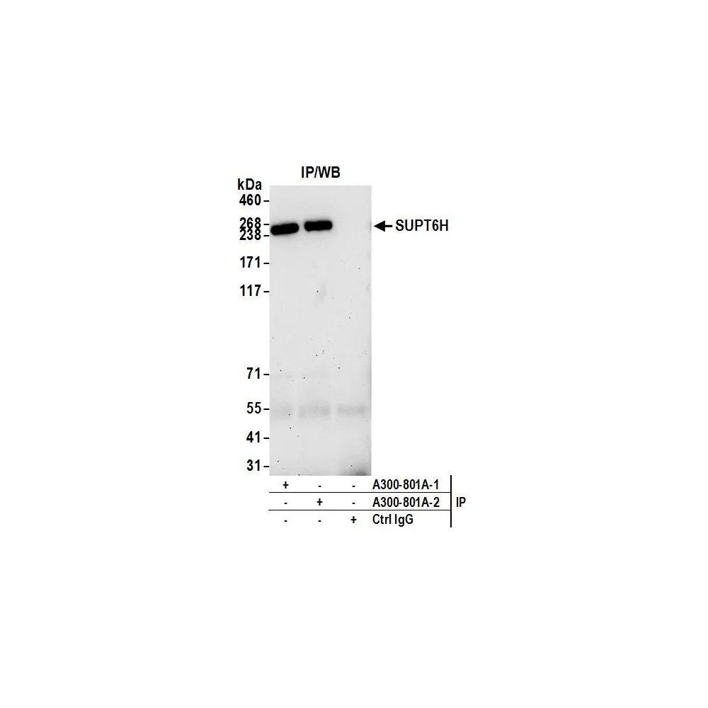 Rabbit anti-SUPT6H Antibody, Affinity Purified
