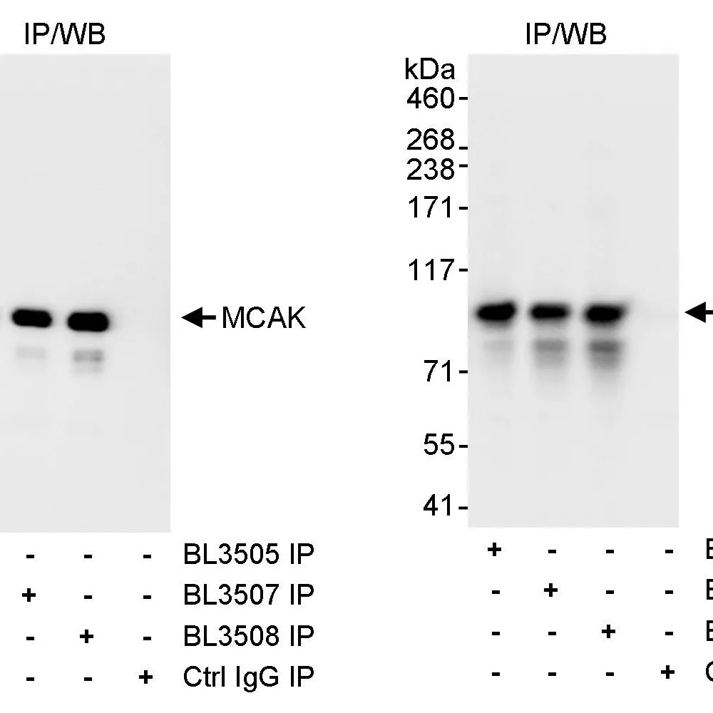 Rabbit anti-MCAK Antibody, Affinity Purified
