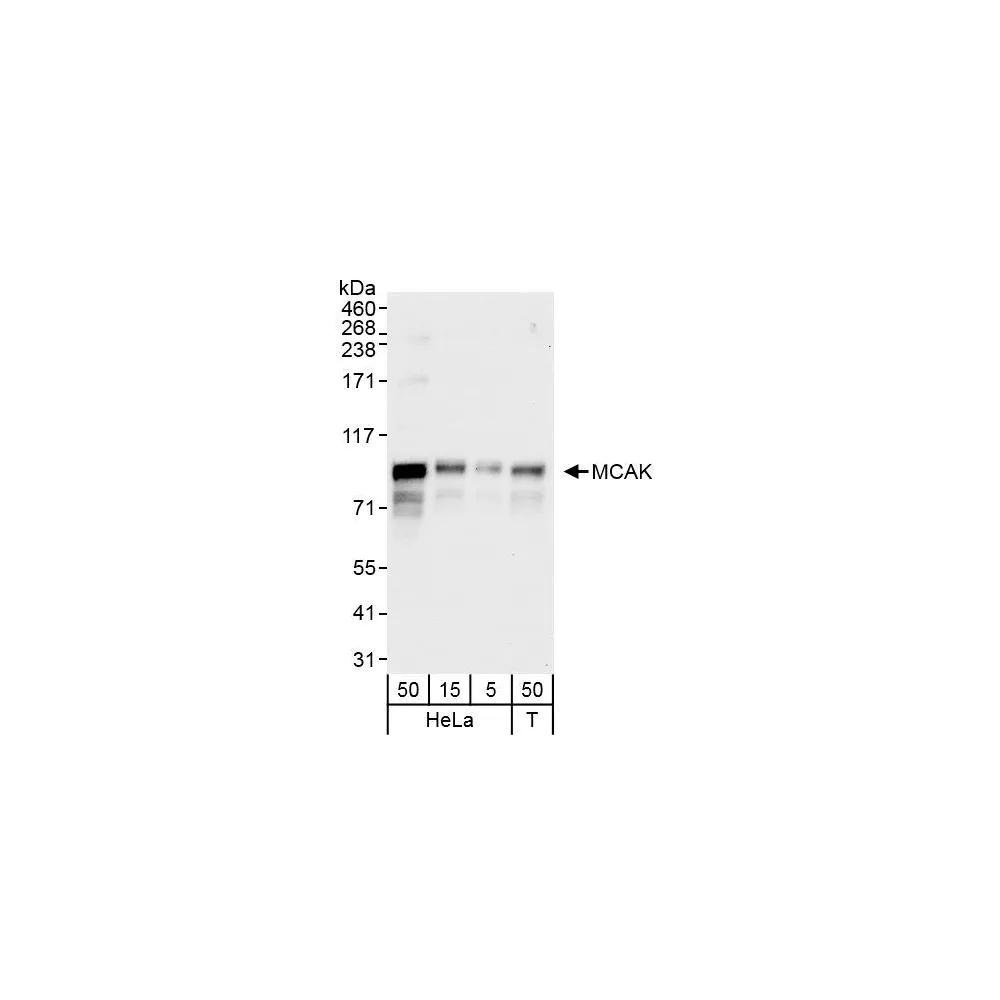 Rabbit anti-MCAK Antibody, Affinity Purified