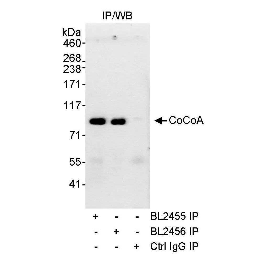 Rabbit anti-CoCoA Antibody, Affinity Purified