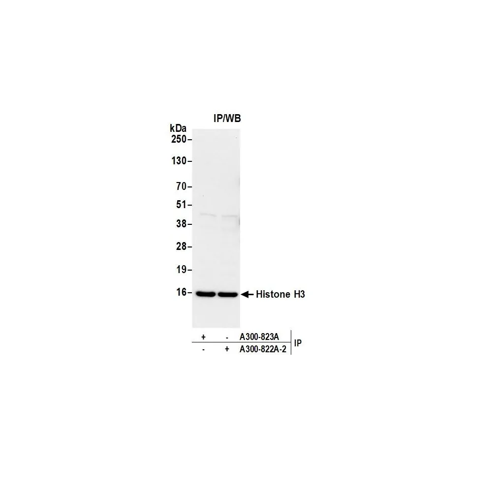 Rabbit anti-Histone H3 Antibody, Affinity Purified