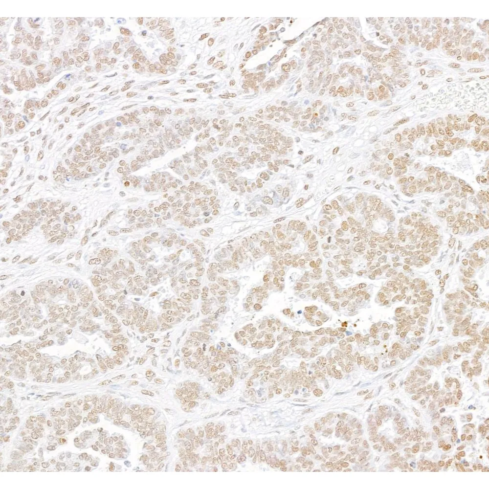 Rabbit anti-Histone H3 Antibody, Affinity Purified
