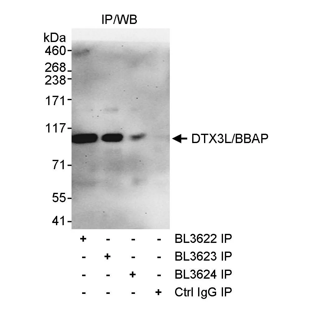 Rabbit anti-DTX3L/BBAP Antibody, Affinity Purified