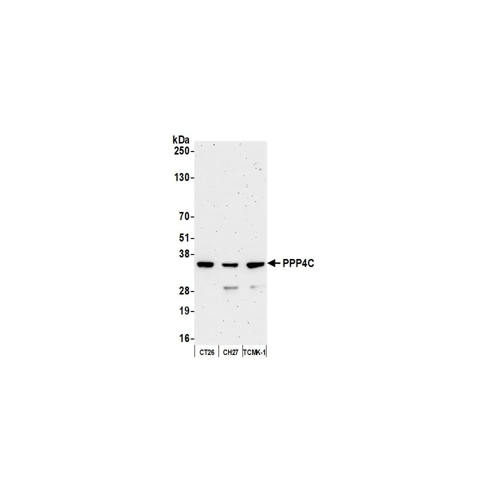 Rabbit anti-PPP4C Antibody, Affinity Purified