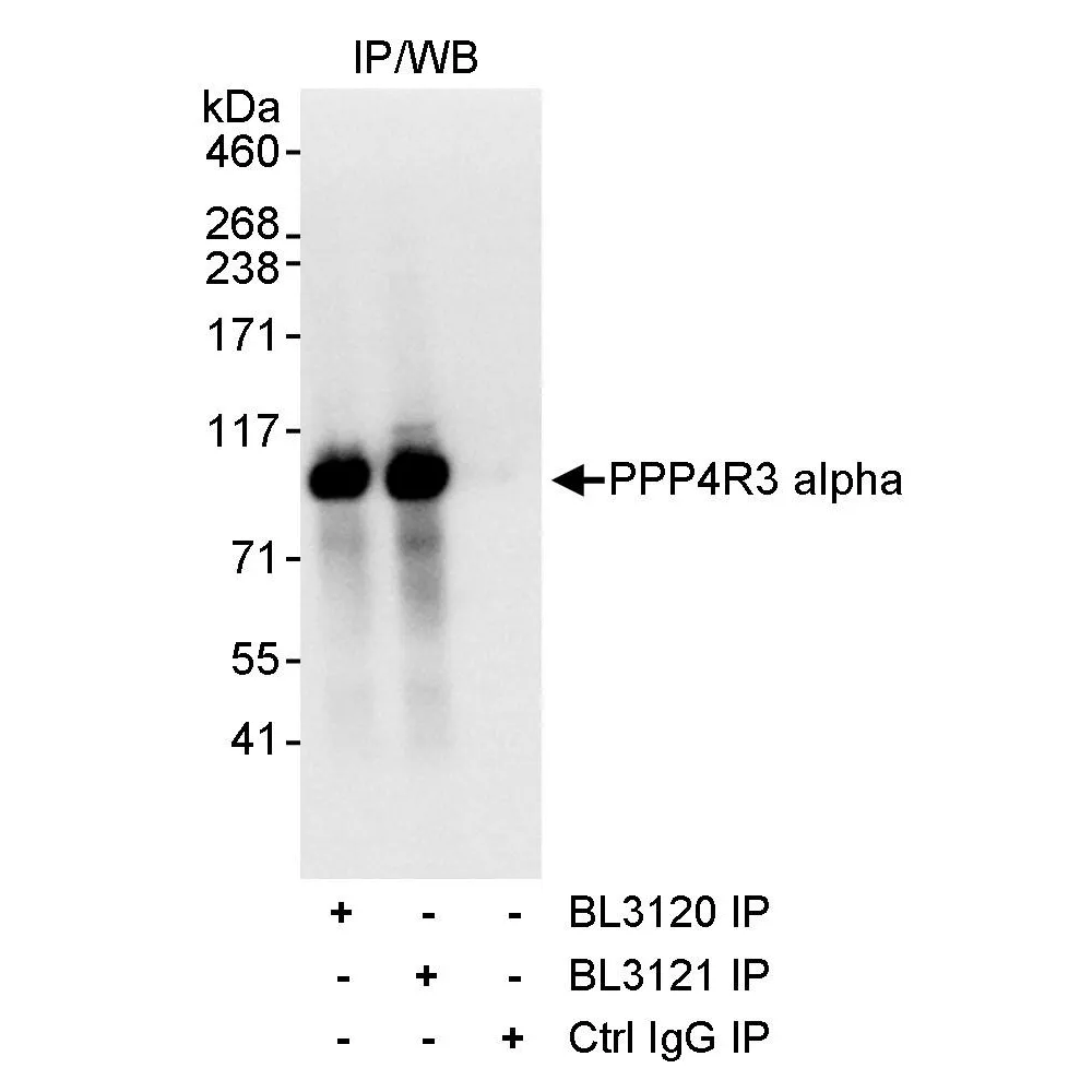 Rabbit anti-PPP4R3 Alpha Antibody, Affinity Purified