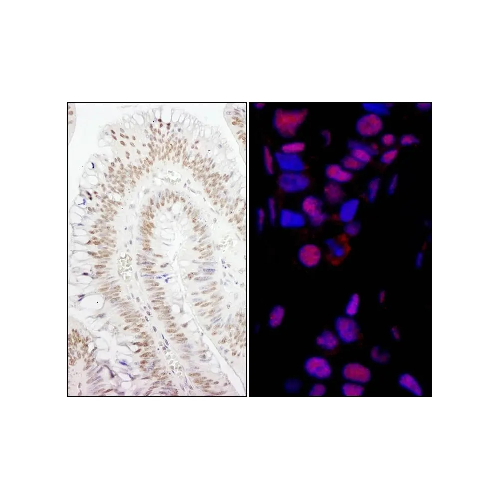 Rabbit anti-PPP4R3 Alpha Antibody, Affinity Purified