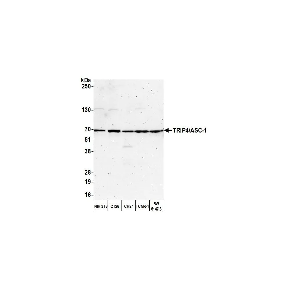 Rabbit anti-TRIP4/ASC-1 Antibody, Affinity Purified