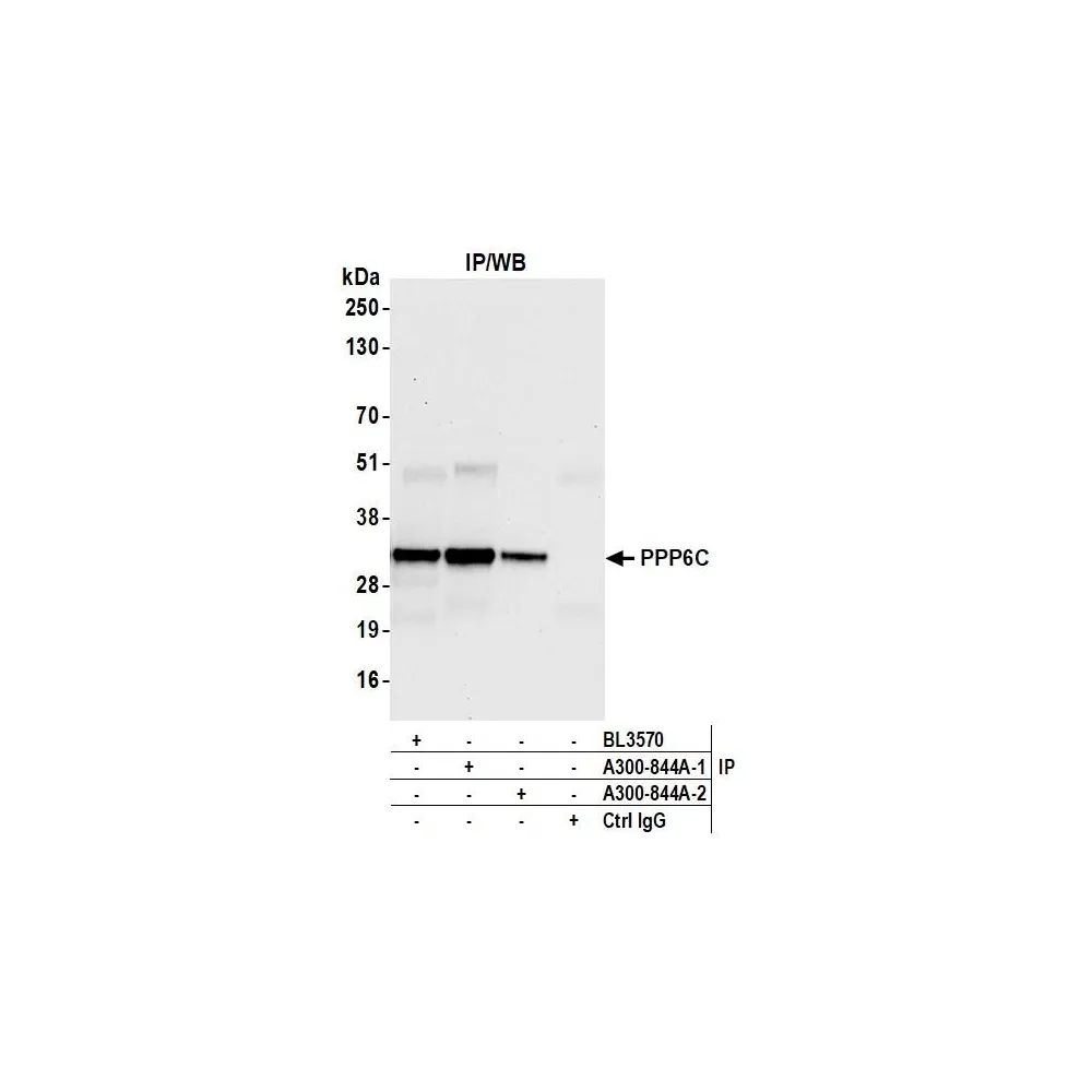 Rabbit anti-PPP6C Antibody, Affinity Purified