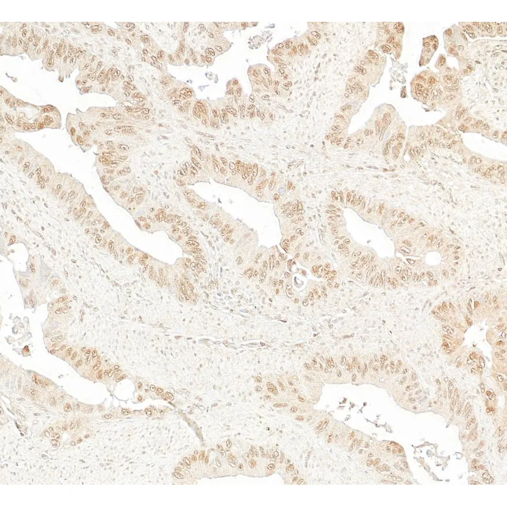Rabbit anti-CoAA Antibody, Affinity Purified