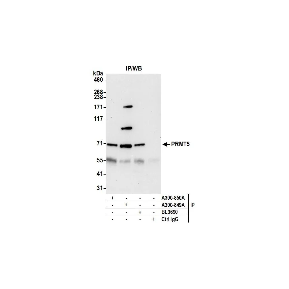 Rabbit anti-PRMT5 Antibody, Affinity Purified