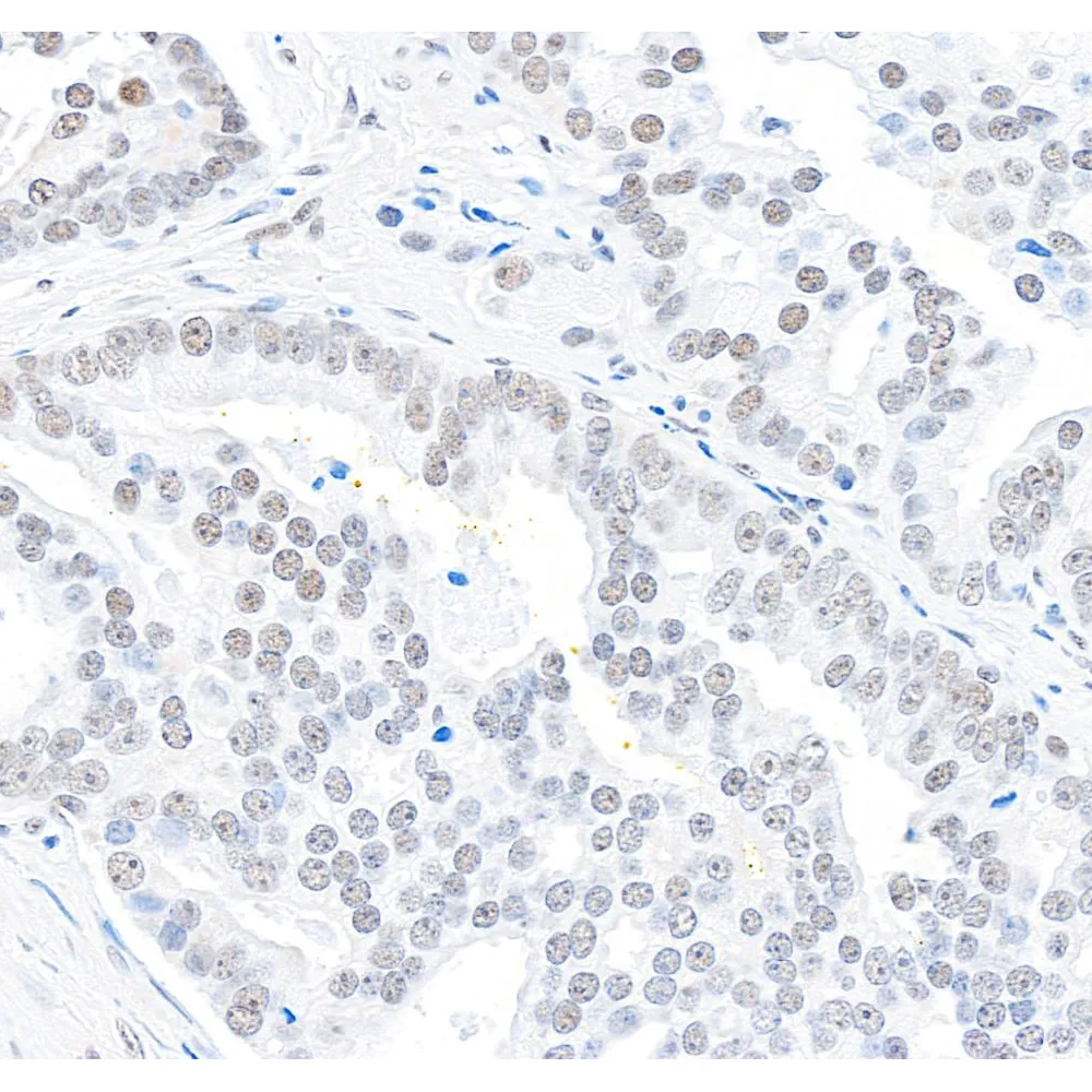 Rabbit anti-DHX9 Antibody, Affinity Purified
