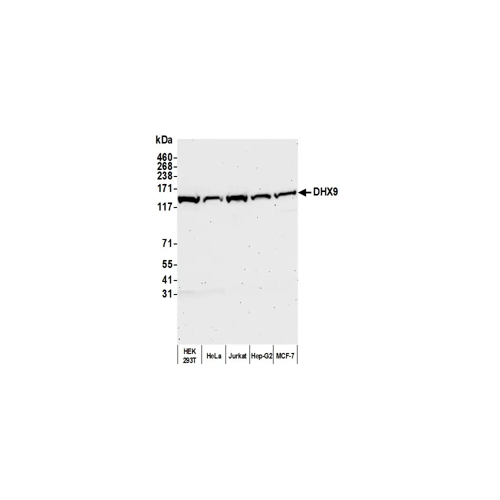 Rabbit anti-DHX9 Antibody, Affinity Purified
