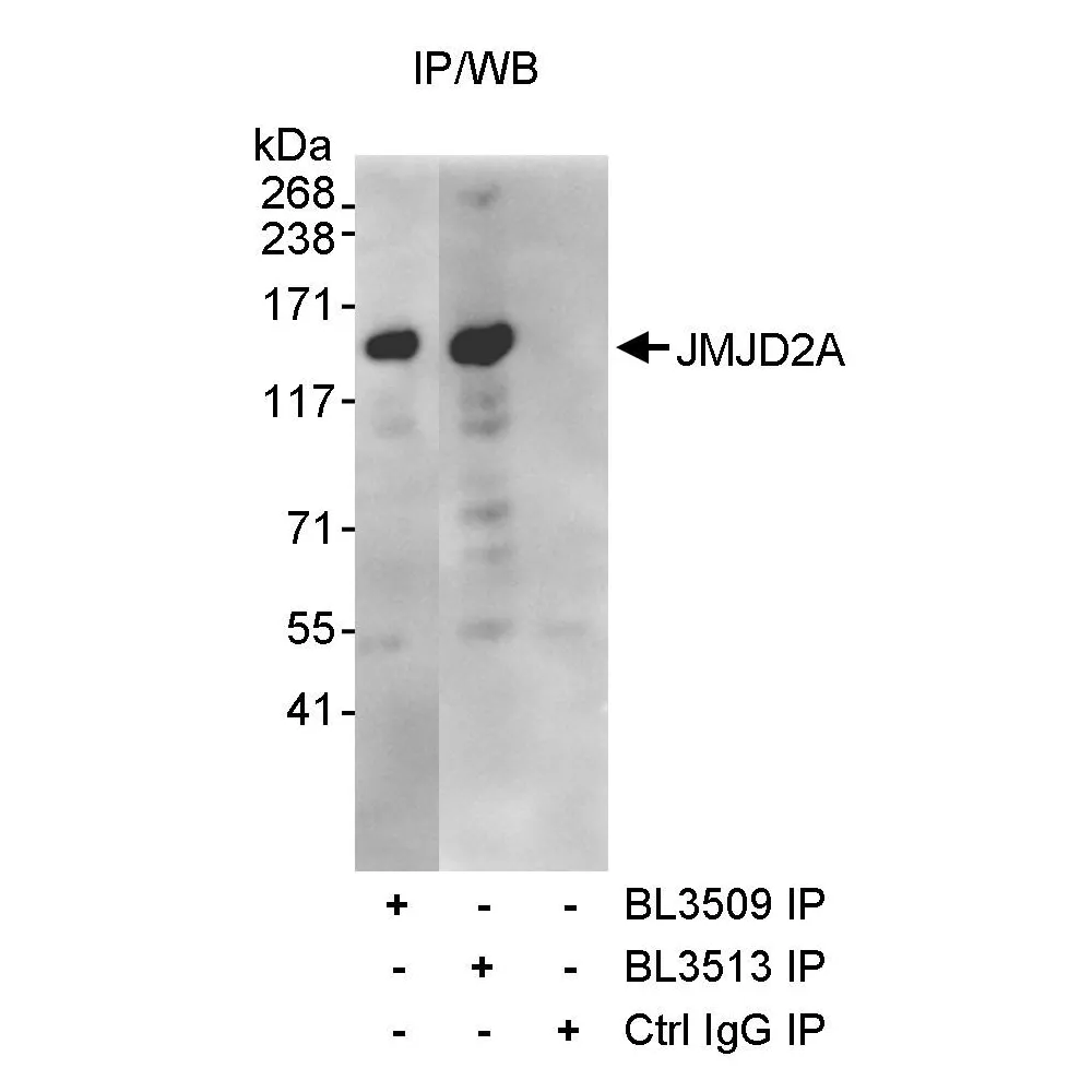 Rabbit anti-JMJD2A Antibody, Affinity Purified