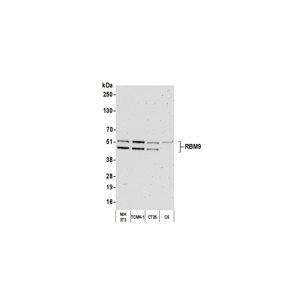 Rabbit anti-FOX2/RBM9 Antibody, Affinity Purified