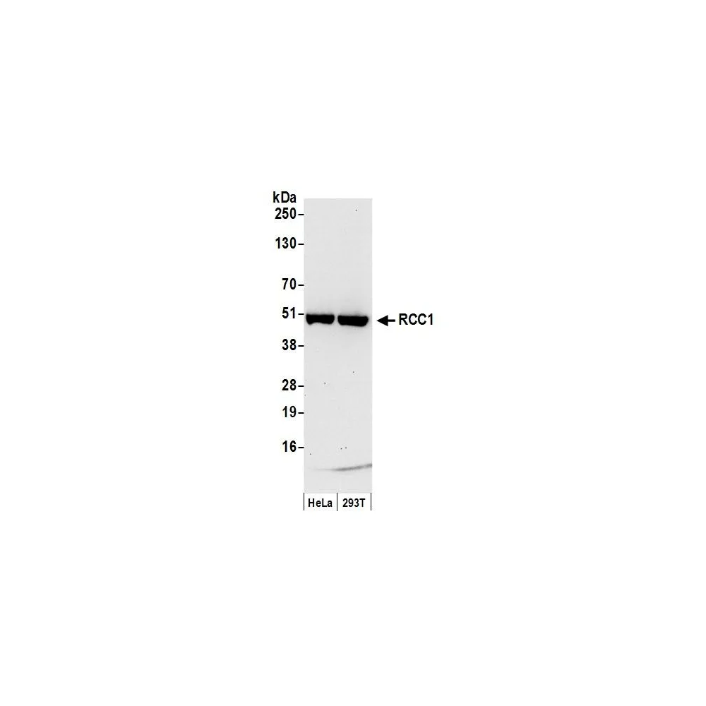 Goat anti-RCC1 Antibody, Affinity Purified
