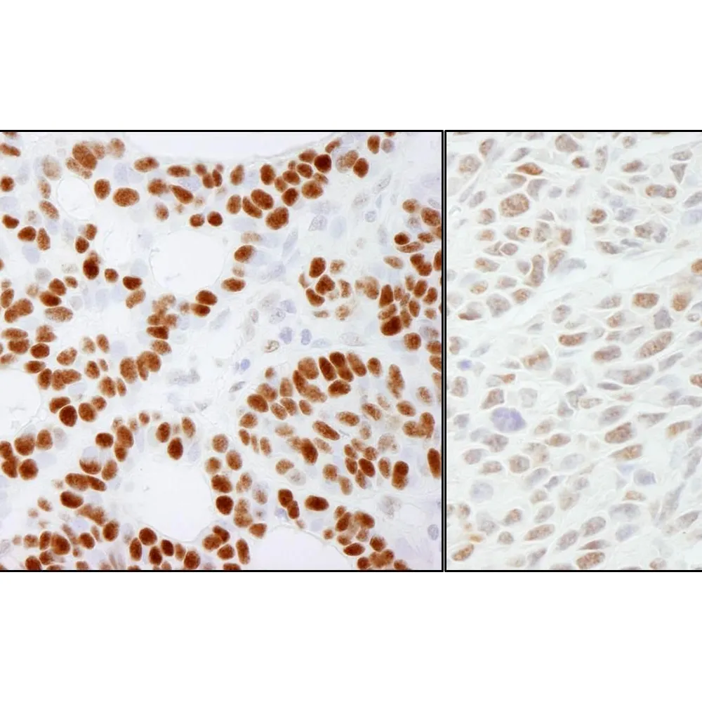 Rabbit anti-RCC2 Antibody, Affinity Purified