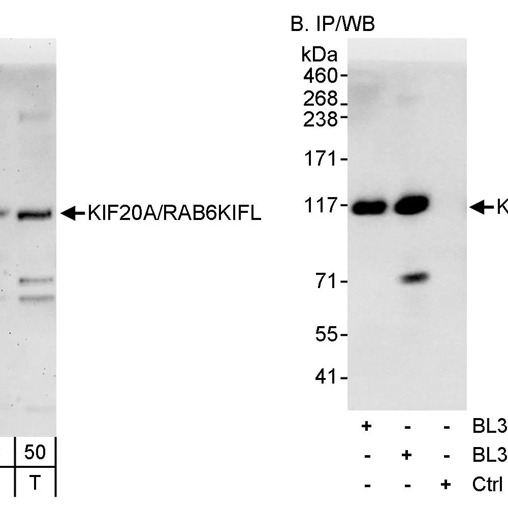 Rabbit anti-KIF20A/RAB6KIFL Antibody, Affinity Purified
