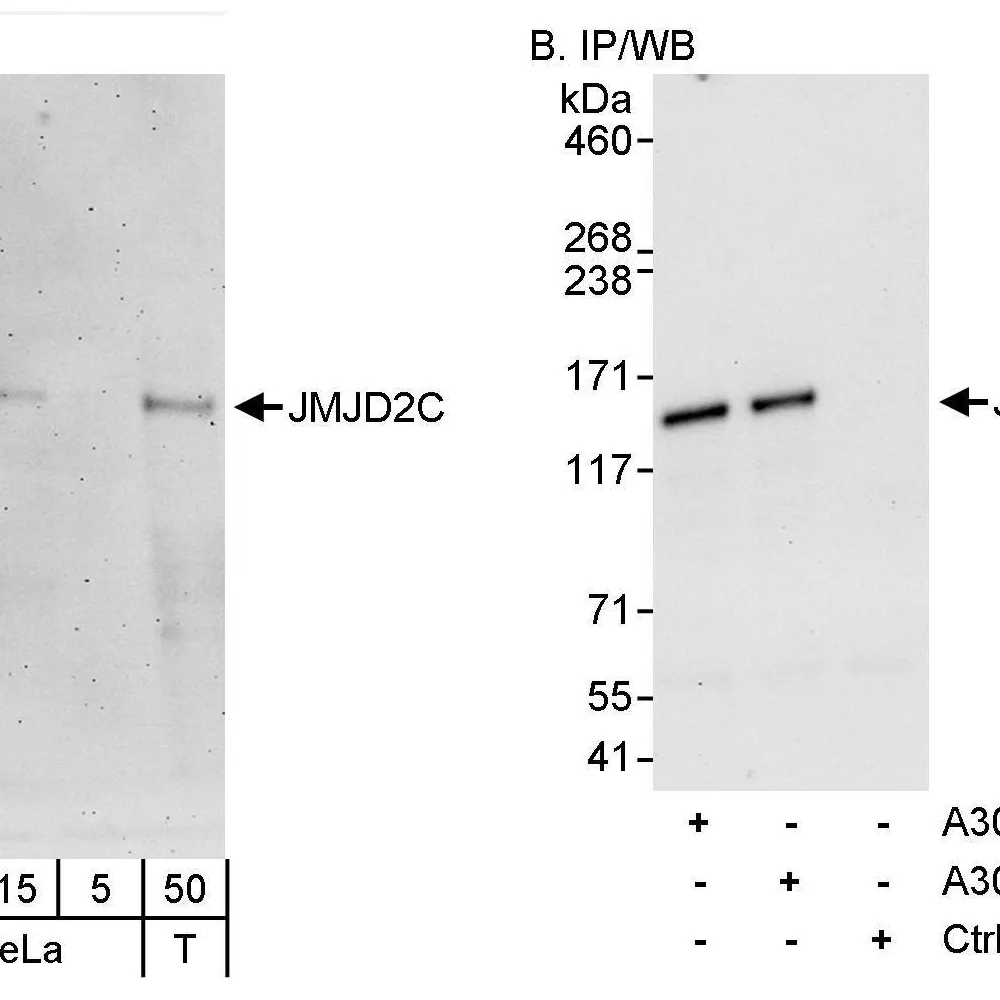 Rabbit anti-JMJD2C Antibody, Affinity Purified