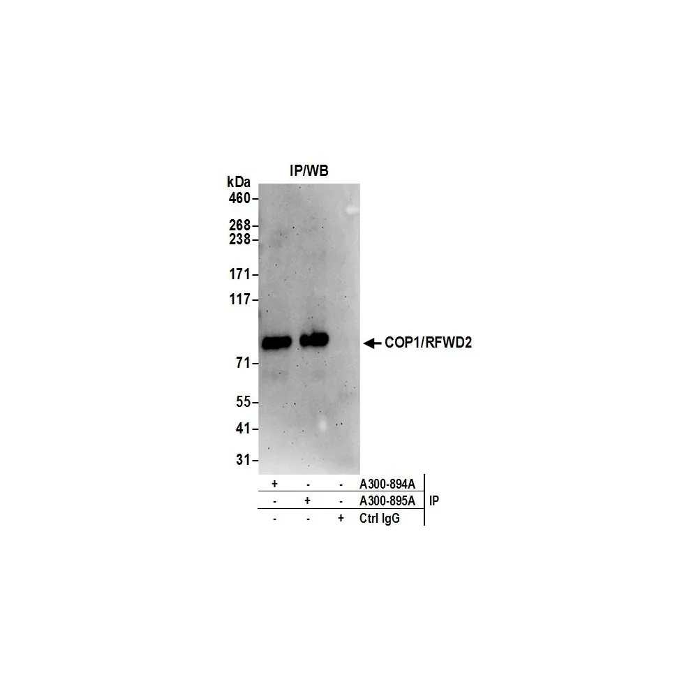Rabbit anti-COP1/RFWD2 Antibody, Affinity Purified