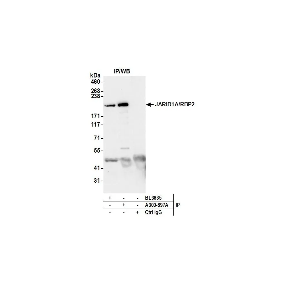 Rabbit anti-JARID1A/RBP2 Antibody, Affinity Purified