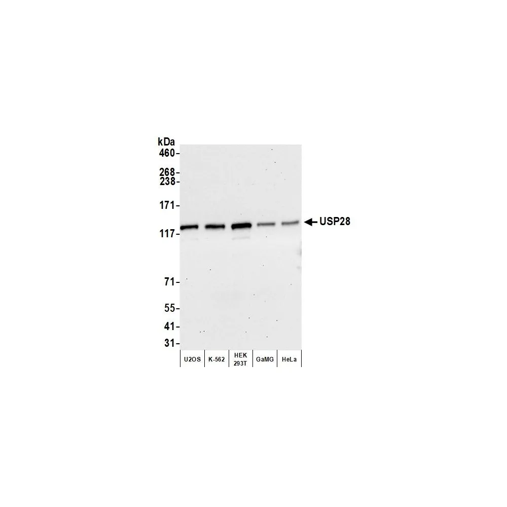 Rabbit anti-USP28 Antibody, Affinity Purified