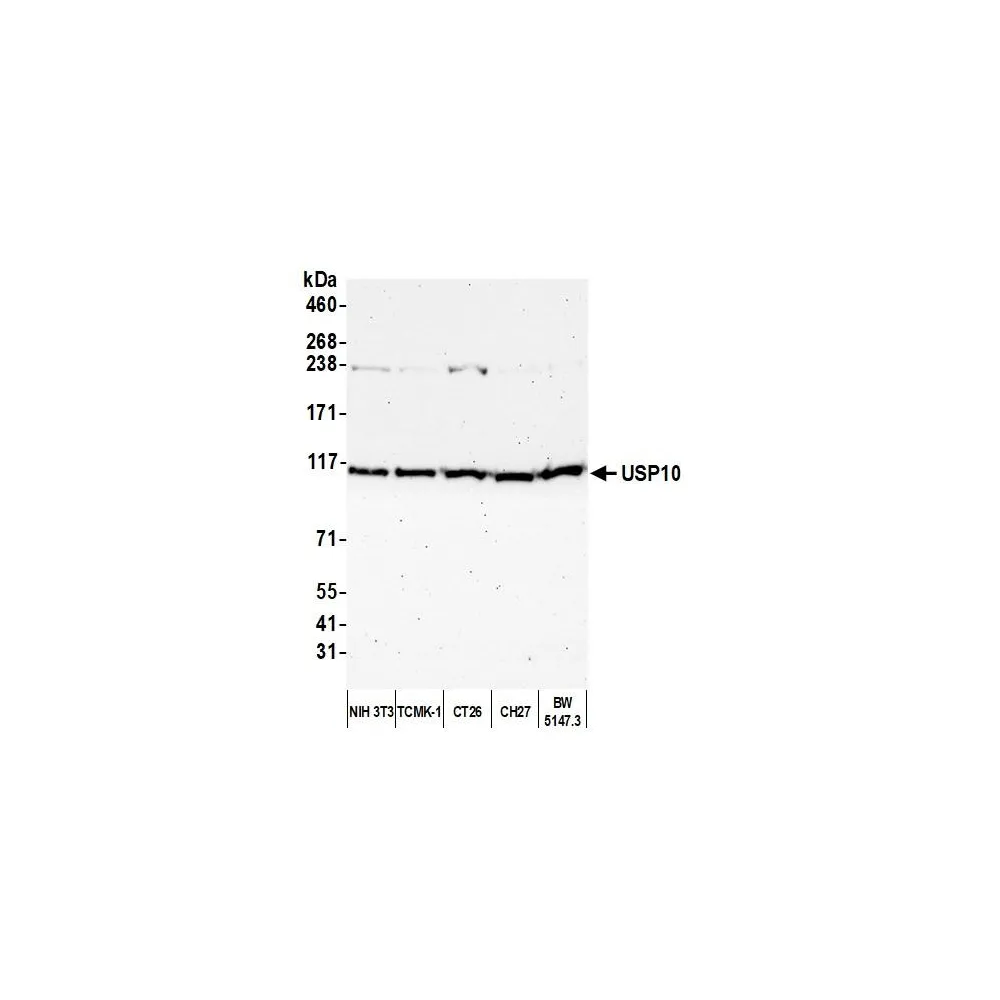 Rabbit anti-USP10 Antibody, Affinity Purified
