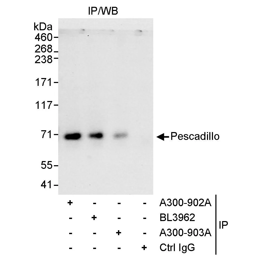 Rabbit anti-Pescadillo Antibody, Affinity Purified
