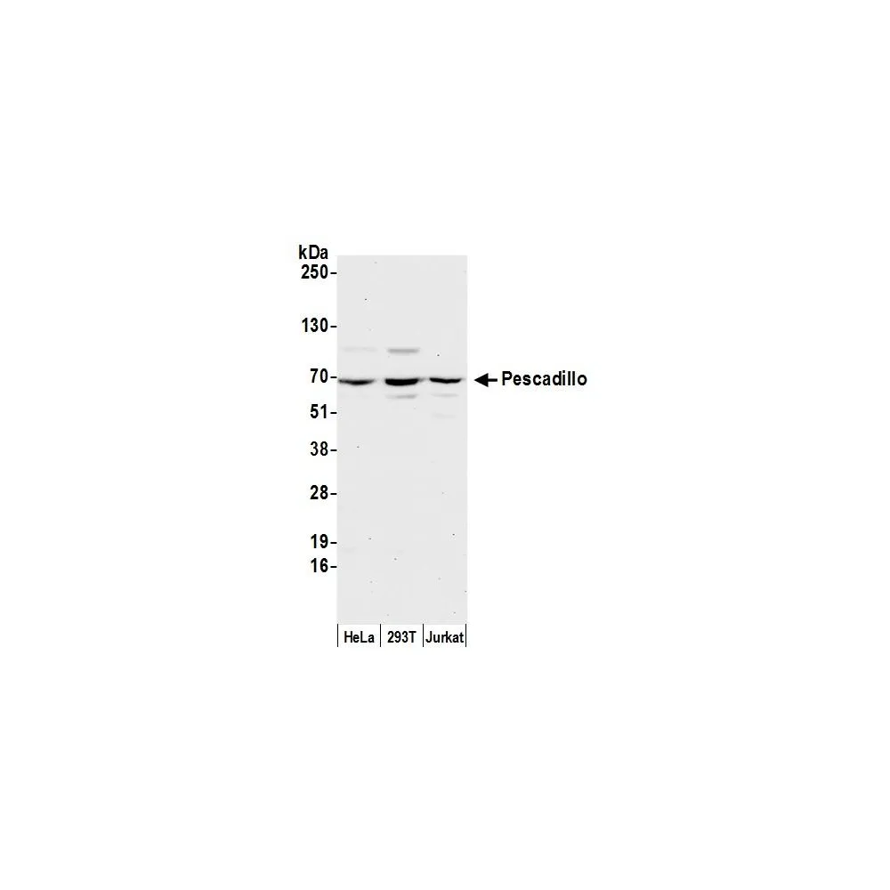 Rabbit anti-Pescadillo Antibody, Affinity Purified