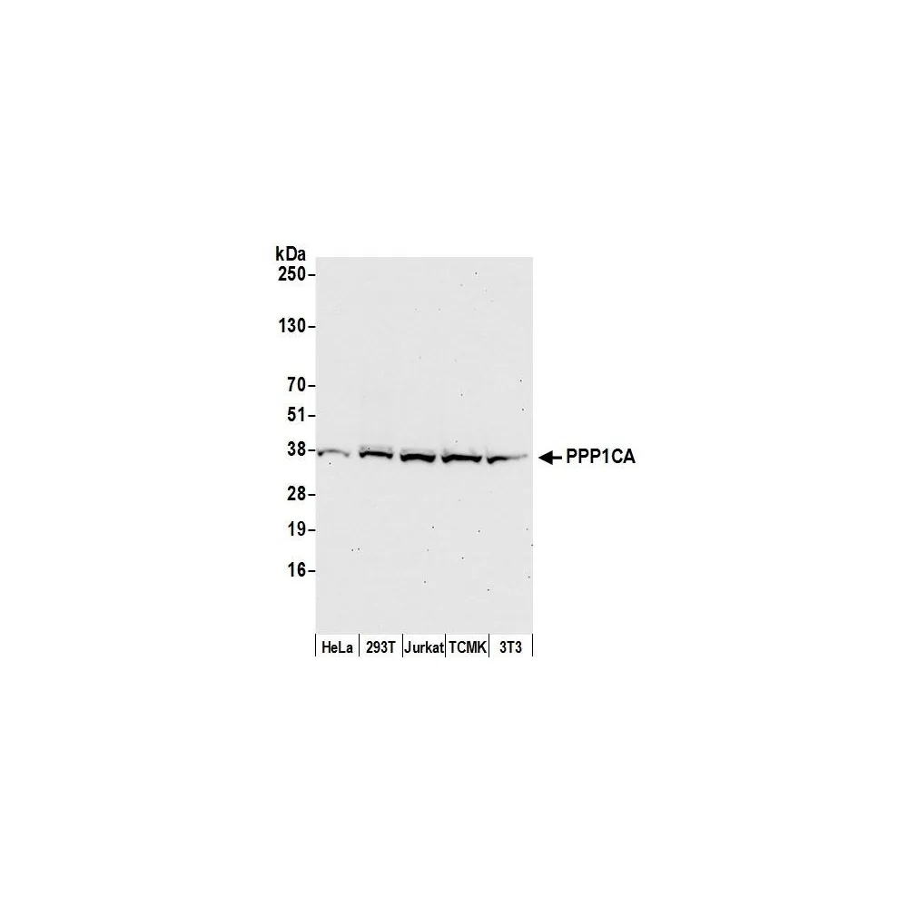 Rabbit anti-PPP1CA Antibody, Affinity Purified