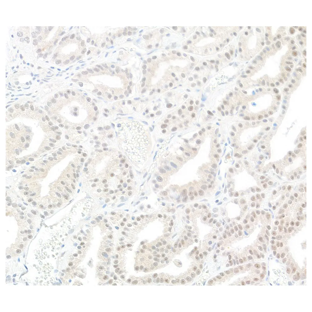 Rabbit anti-PPP1CC Antibody, Affinity Purified