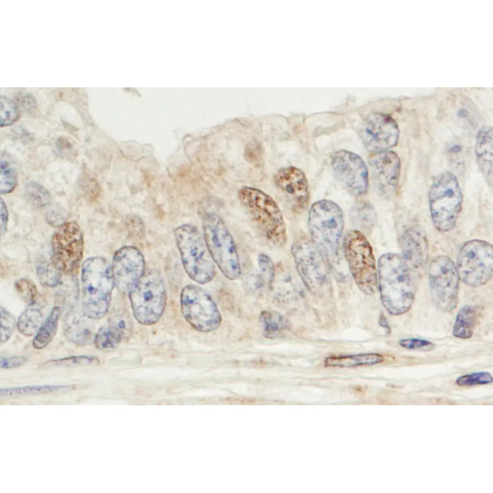 Rabbit anti-Sin1 Antibody, Affinity Purified