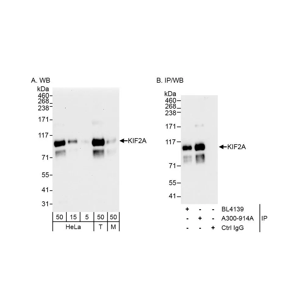 Rabbit anti-KIF2A Antibody, Affinity Purified