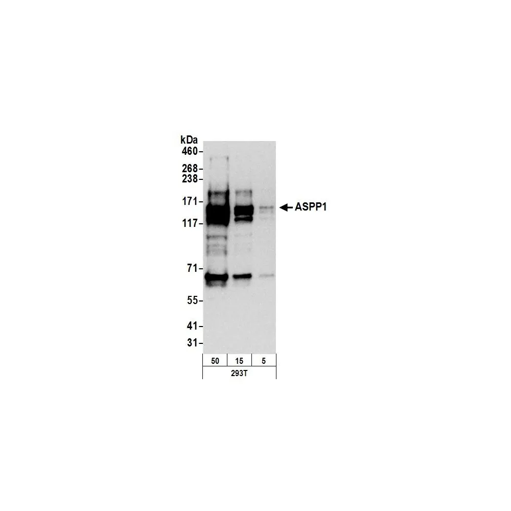 Rabbit anti-ASPP1 Antibody, Affinity Purified