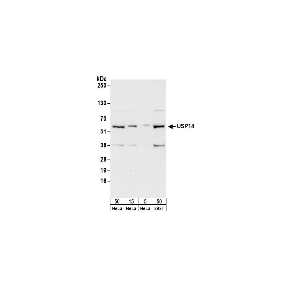 Rabbit anti-USP14 Antibody, Affinity Purified