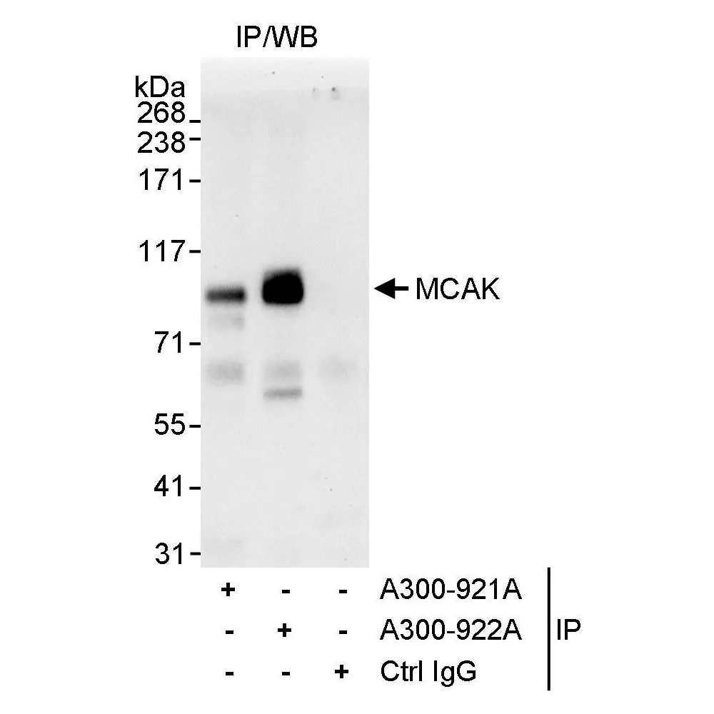 Rabbit anti-MCAK Antibody, Affinity Purified