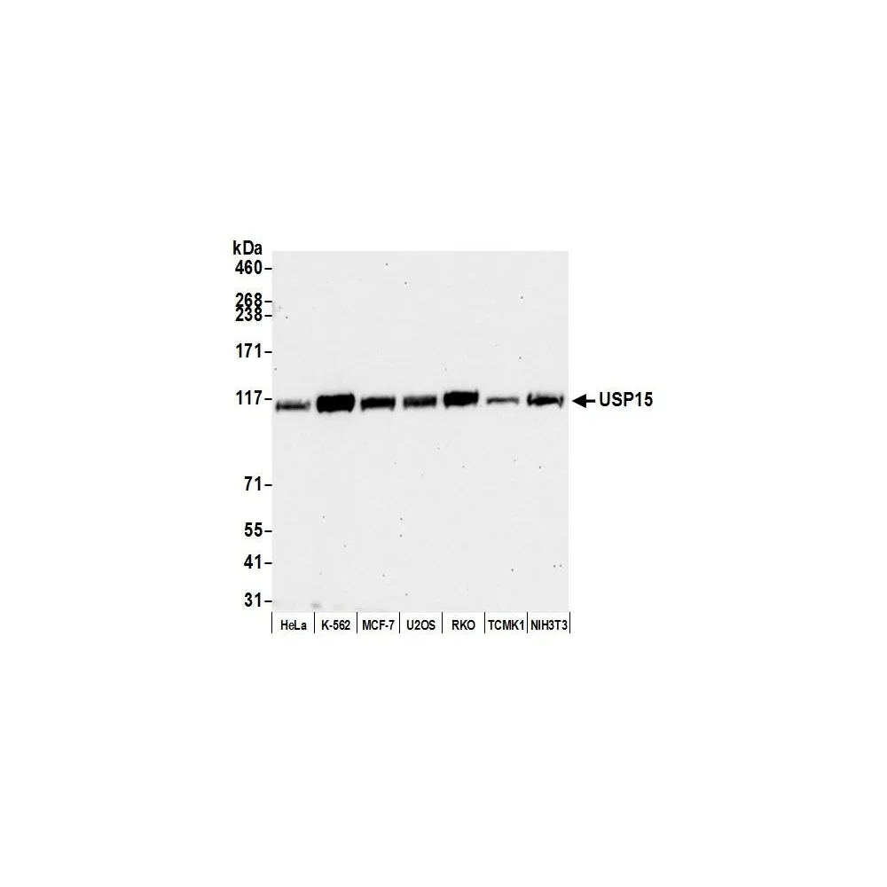Rabbit anti-USP15 Antibody, Affinity Purified