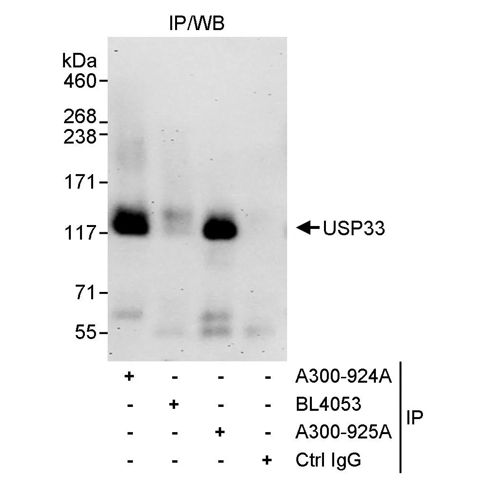 Rabbit anti-USP33 Antibody, Affinity Purified