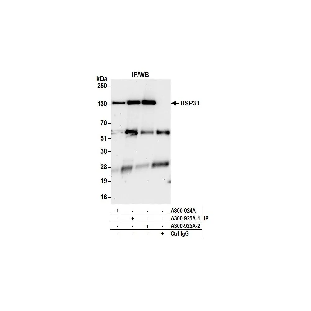 Rabbit anti-USP33 Antibody, Affinity Purified