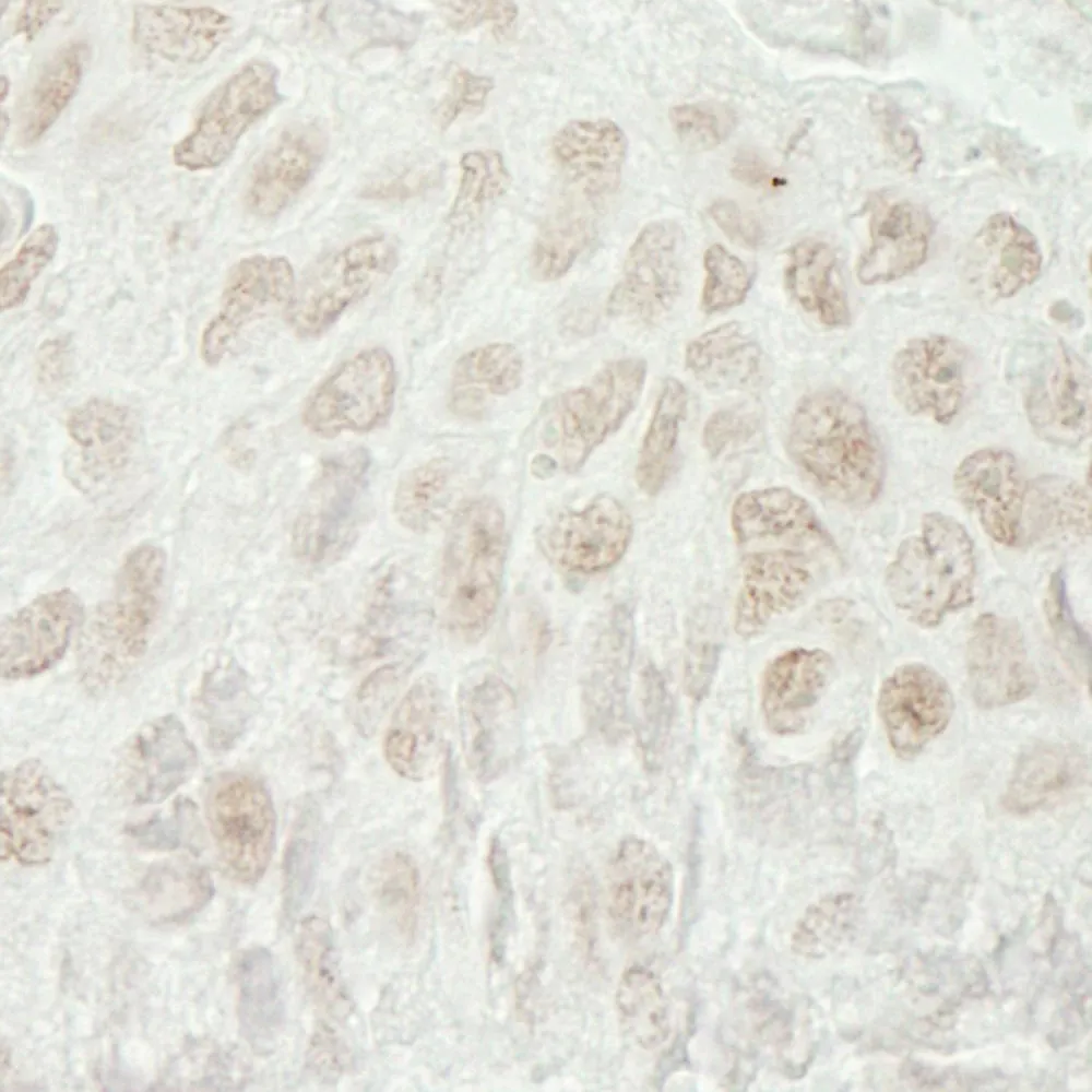 Rabbit anti-USP37 Antibody, Affinity Purified