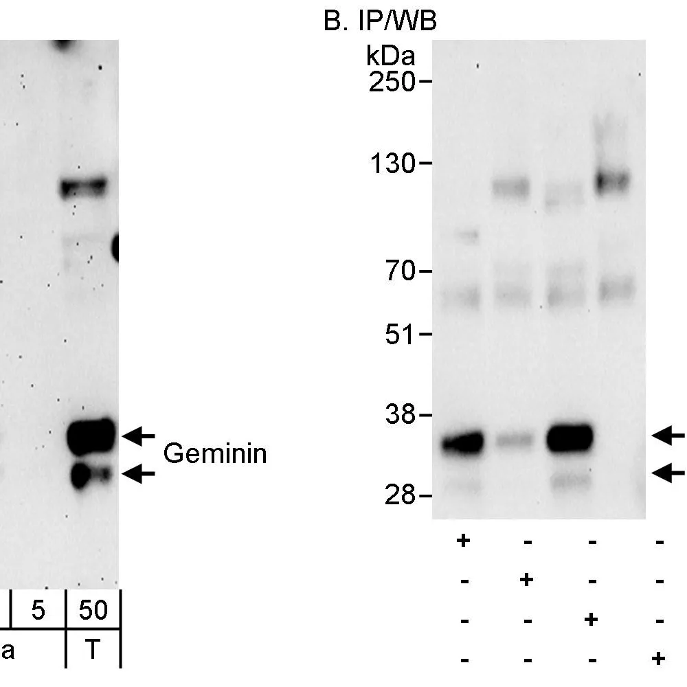 Rabbit anti-Geminin Antibody, Affinity Purified
