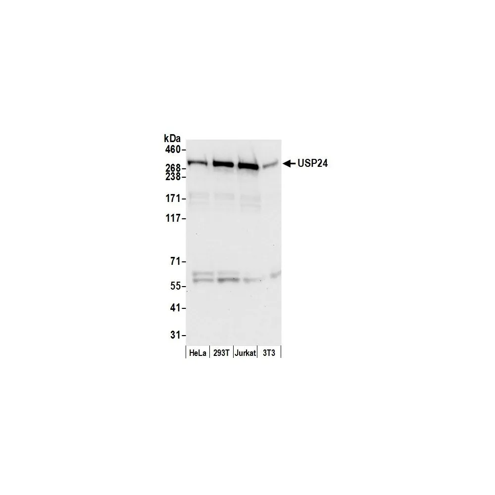 Rabbit anti-USP24 Antibody, Affinity Purified