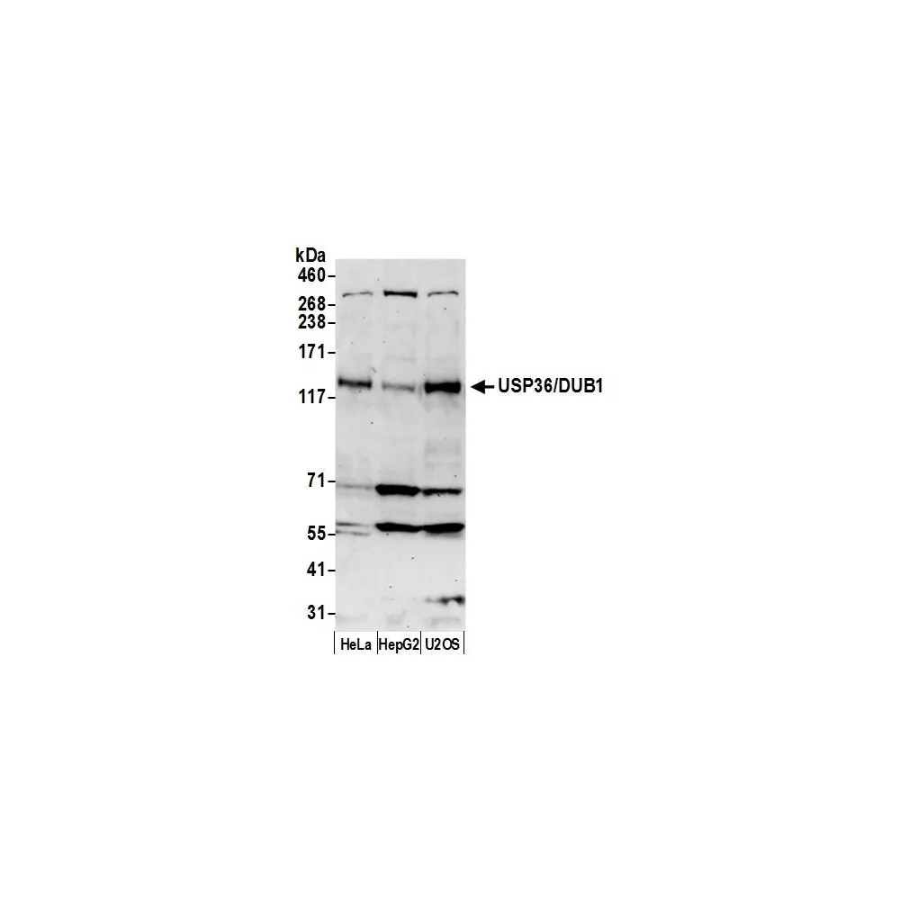 Rabbit anti-USP36/DUB1 Antibody, Affinity Purified