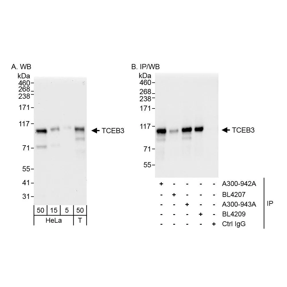 Rabbit anti-TCEB3 Antibody, Affinity Purified