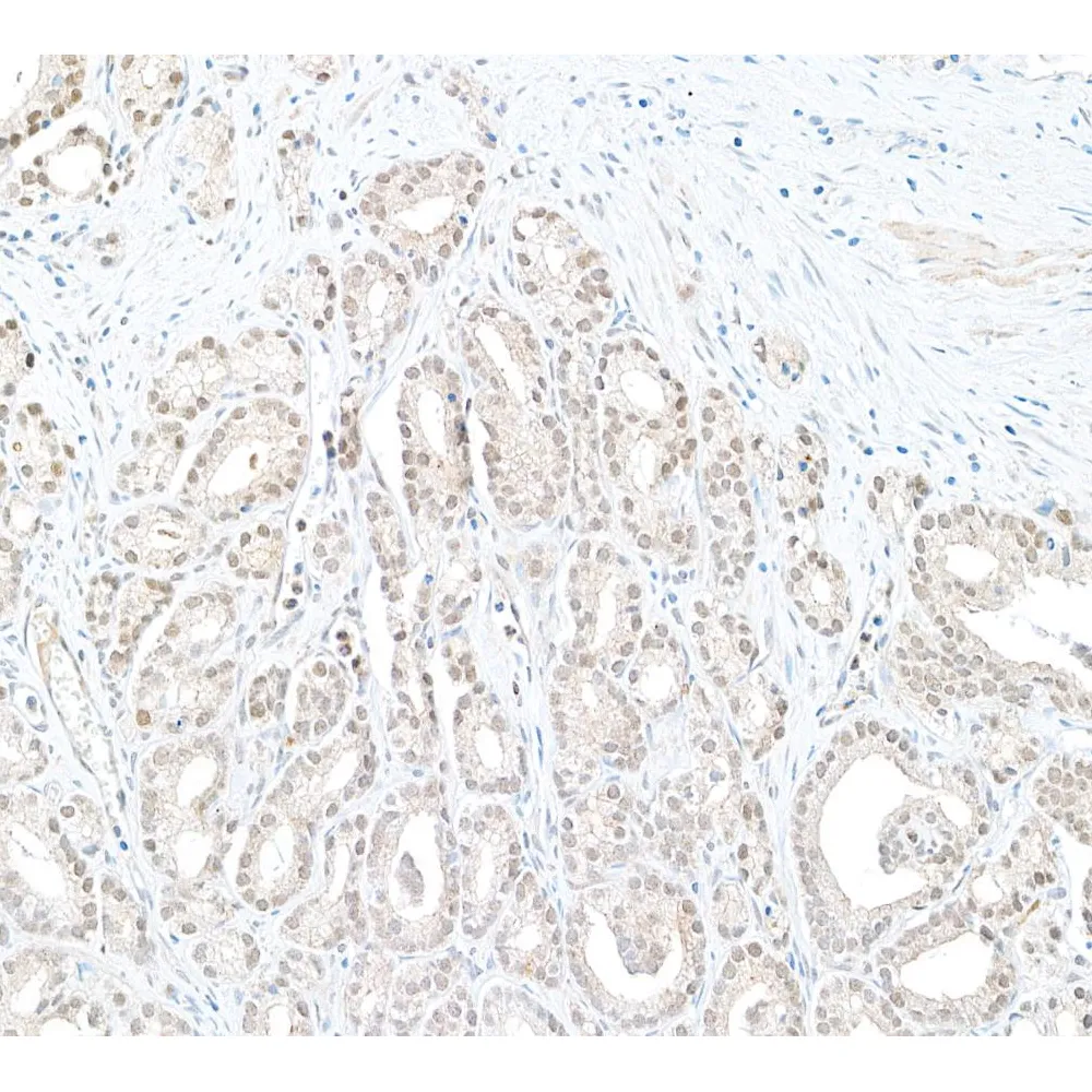 Rabbit anti-DTL/CDT2 Antibody, Affinity Purified